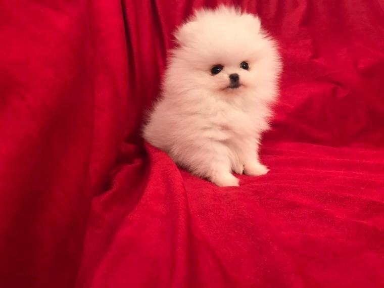 beautiful Pomeranian puppies for adoption 